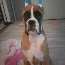 Flashy Fawn boy - Fawn Boxer puppy in Caledonia, Ohio from Cedar Boxers and French bulldogs