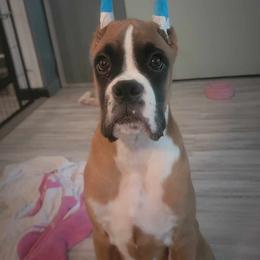 Flashy Fawn boy - Fawn Boxer puppy in Caledonia, Ohio from Cedar Boxers and French bulldogs