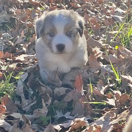 Jingle - Blue merle male Miniature American Shepherd puppy in Harmony, North Carolina from Carolina Pride Aussies