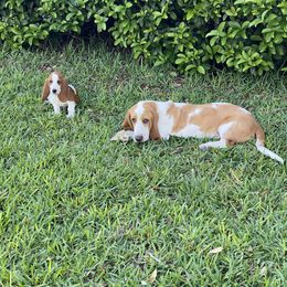 Basset Hound Puppies from Fancy Hounds