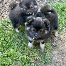 Pomeranian Puppies from Kristin Alsup