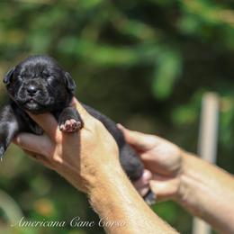 Knight - Black male Cane Corso puppy in Cable, Ohio from Americana Cane Corso