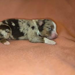 Talia - Red merle female Australian Shepherd puppy in Kingman, Arizona from Long Mt Aussies