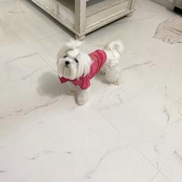 Maltese Puppies from Made to Love Maltese LLC