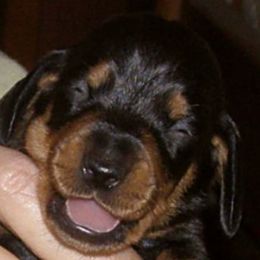 Dachshunds from Goodwood Standard European Hunting Dachshunds