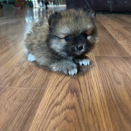Larry - Red sable male Pomeranian puppy in Clinton, Tennessee from Liza’s Aussies & Poms