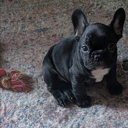 Lilly - Black female French Bulldog puppy in Hollow Rock, Tennessee from Cedarhills