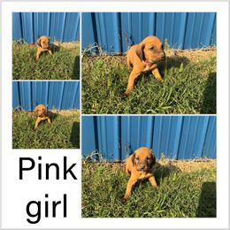 Girl 4 - Red female Bloodhound puppy in Tahlequah, Oklahoma from HNH Hounds