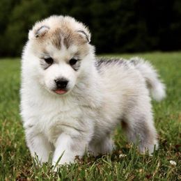 Siberian Huskies from Snoebear Siberians