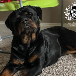 Rottweiler puppies from Exodus Rottweilers