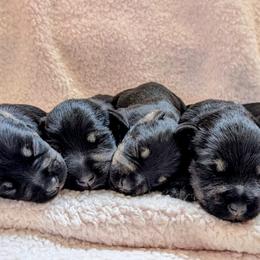 Fireside - Black and silver male Miniature Schnauzer puppy in Cody, Wyoming from Bliss Creek MTN Meadows