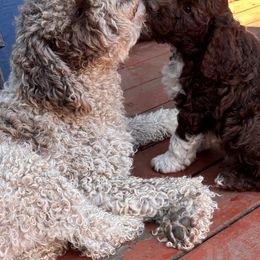 Green - Brown male Lagotto Romagnolo puppy in Alsea, Oregon from Stan and Merrie's Lagotto Romagnolo