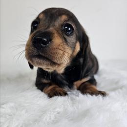 Wild boar female (2673.80) - Wild boar female Dachshund puppy in Belle Rive, Illinois from Akin's Miniature Dachshunds, LLC