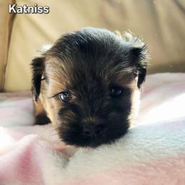 Katniss - Brown female Lhasa Apso puppy in Jefferson, New York from Absolute Lhasa Love