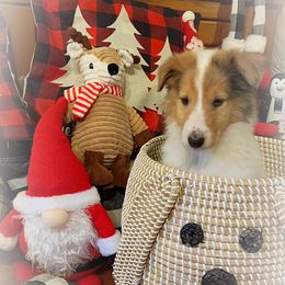 Collie Puppies from Cold Mountain Collies