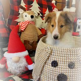 Collie Puppies from Cold Mountain Collies