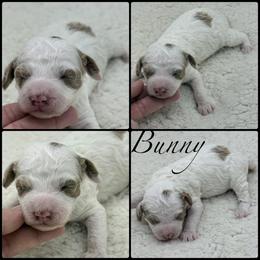 Bunny - Parti female Poodle puppy in Wheatland, California from Sapphire Ridge Poodles