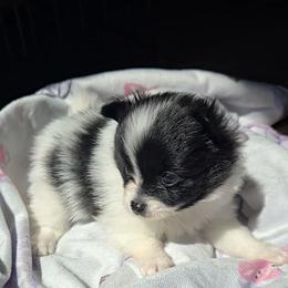 Cinderella - Black parti female Pomeranian puppy in Newport News, Virginia from Itty Bitty Poms