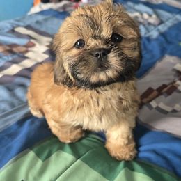 Puppy 3 - Brindle female Shih Tzu puppy in Stroudsburg, Pennsylvania from Puppyville Pa Shih Tzu & frenchies