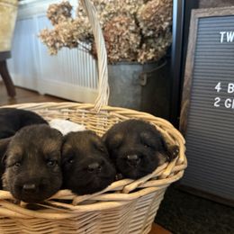 German Shepherd puppies from Von Vollblut Shepherds