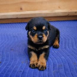 Boy 2 - Black and tan male Rottweiler puppy in San Antonio, Texas from Angel Rottweilers