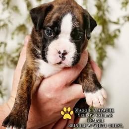 Boxer Puppies from Hawk Creek Boxers