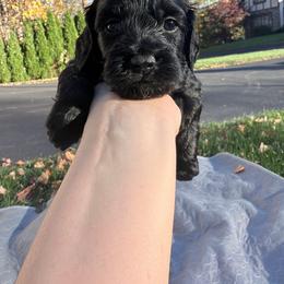 Cedar - Black male Cockapoo puppy in Clarks Summit, Pennsylvania from M&M Cockapoos
