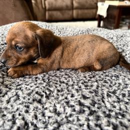 Teal collar - Brindle female Dachshund puppy in Simms, Montana from Simms Ashuelot Kennel