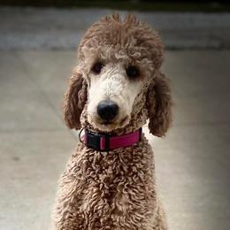 Moira - Poodle