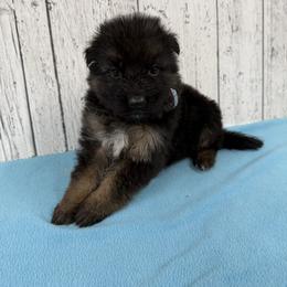 White - Black and red female German Shepherd puppy in Herrick, South Dakota from Dakota Shepherds Kennels