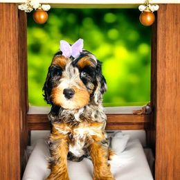 Dragon Fruit - Merle female Bernedoodle puppy in Beecher, Illinois from Erica’s Doodles