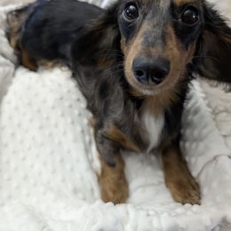 Maddy - Dachshund