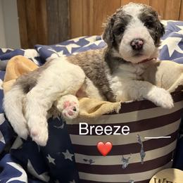 Breeze - Merle female Bernedoodle puppy in Coopersburg, Pennsylvania from Deutsch Hund Haus