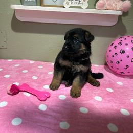 Roxie - Black and tan female German Shepherd puppy in Stanardsville, Virginia from Majestic K9 LLC