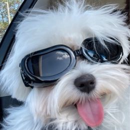 Maltese from Terri's Maltese