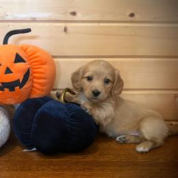 Beau - Red male Dachshund puppy in Decatur Iowa, Iowa from Anastasia Knight's Cocker Spaniels