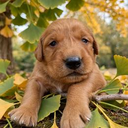 Ginkgo - Dark golden male Golden Retriever puppy in Wendell, Minnesota from Floden Farm Golden Retrievers