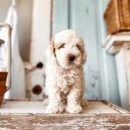 Whisper - White male Cavapoo puppy in Shingle Springs, California from Kindred Oak Goldendoodles