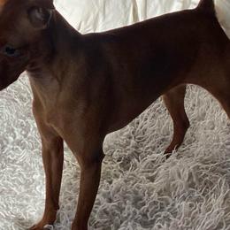 Maiden - Miniature Pinscher