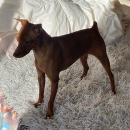 Maiden - Miniature Pinscher