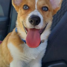 Pembroke Welsh Corgis from PBJ Corgis