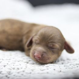 Dachshund Puppies from MNE Miniature Dachshunds