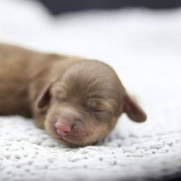 Dachshund Puppies from MNE Miniature Dachshunds