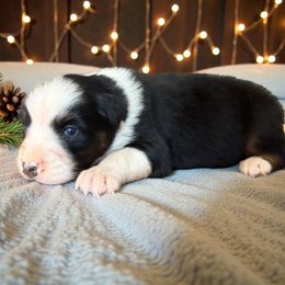 Keeper 2 - Black tri-color female Australian Shepherd puppy in Statesville, North Carolina from Charming Australian Shepherds