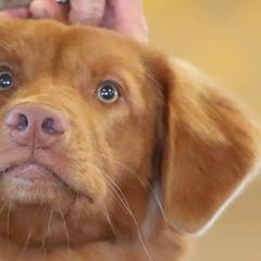 Nova Scotia Duck Tolling Retrievers and Swedish Vallhunds from Firefly Farms