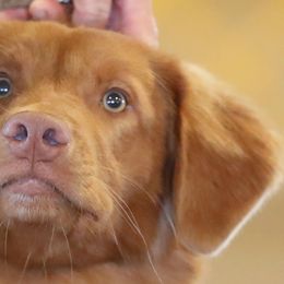 Nova Scotia Duck Tolling Retrievers and Swedish Vallhunds from Firefly Farms
