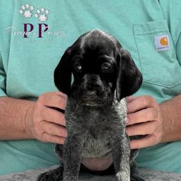 Carolina - Black and white female German Shorthaired Pointer puppy in Columbus, Nebraska from Prancy Pawz