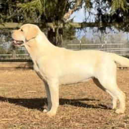 Willow - Labrador Retriever