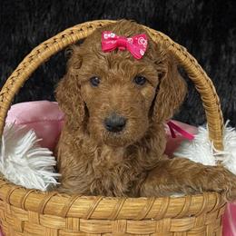 Dark pink girl - Apricot female Poodle puppy in Bowling Green, Kentucky from Ritzy Red Poodles