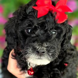 Red - Black and white female Bernedoodle puppy in Vernon, Texas from Sugarland's Texas Goldendoodles